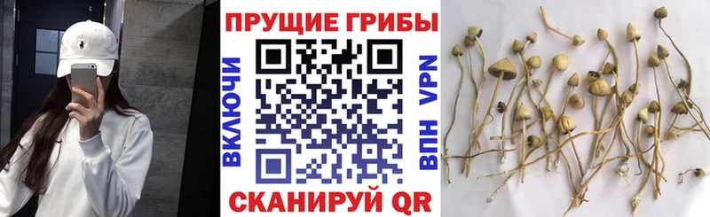 закладки  Горячеводский  Псилоцибиновые грибы GOLDEN TEACHER 